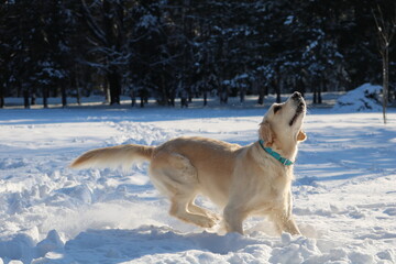Happy dog outside in the snow park
