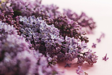 Lilac flowers on pink paper. Hello spring, tender floral greeting card. Purple lilac close up