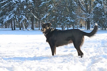 Happy dog outside in the snow park