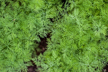 Fresh dill (Anethum graveolens) growing on the vegetable bed. Annual herb, family Apiaceae.  Growing fresh herbs. Green plants in the garden, ecological agriculture for producing healthy food  concept