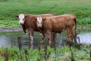 Cattle in the river