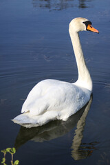 Naklejka premium white swan Cygnus olor