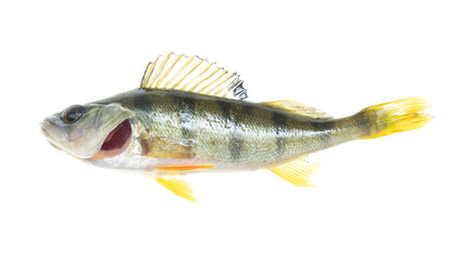 Perch fish isolated on white