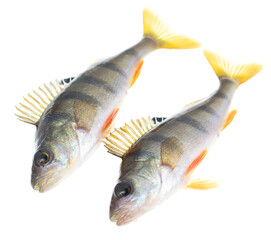 Two fish perch isolated on a white