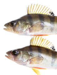 Two fish perch isolated on a white