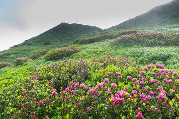 Paysage de lande alpine avec rhododendron dans la réserve naturelle de Passy Haute-Savoie (France)