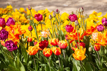 Beautiful tulips in the park. Spring concept.