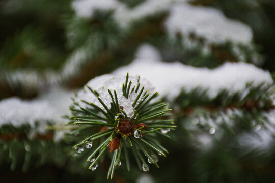 close up of pine needles - Powered by Adobe