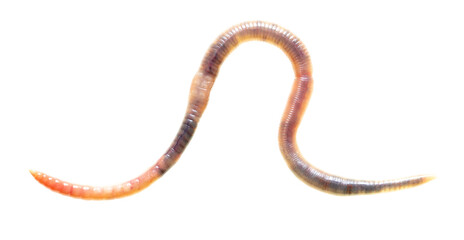 Earthworm on a white background.