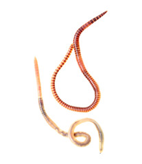 Earthworm on a white background.