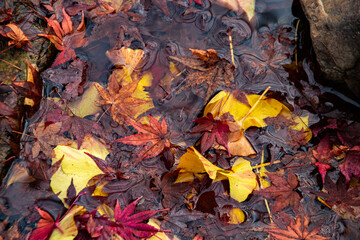 水に浸かる紅葉した落ち葉たち　The fallen colorful leaves soaking in the water