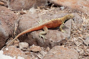 Relaxing Lava Lizard, Microlophus albemarlensis, in the Galapagos