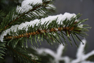 Naklejka na ściany i meble snow covered tree