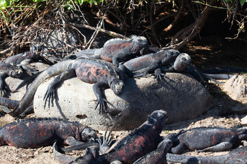 Group of Marine Iguana, Amblyrhynchus cristatus, resting in the Galapagos