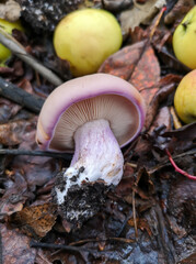 Lilac-footed mushroom with apples on the ground