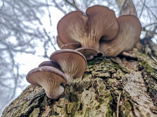 Oyster mushrooms grow on a tree.