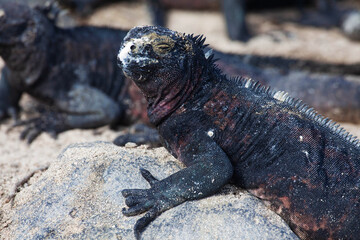 Marine Iguana, Amblyrhynchus cristatus, relaxing in the Galapagos