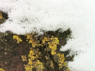 Snow on maple bark close up