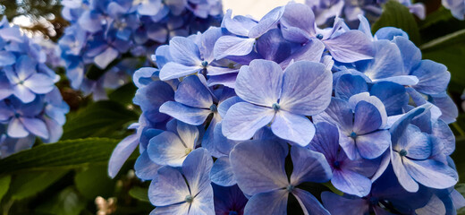 Gardenia