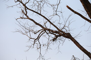 branches against sky