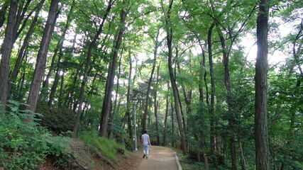 한국 숲