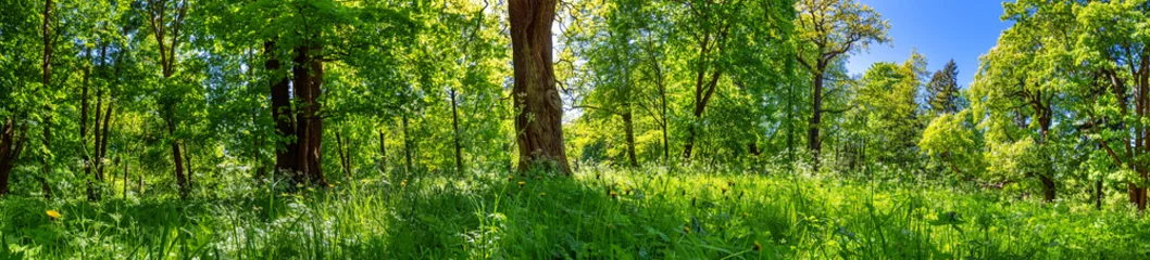 Schöne Aussicht auf den grünen Frühlingswald © candy1812