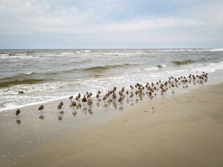 Flock of shorebirds