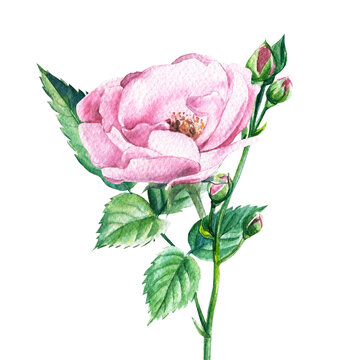Light pink roses on white isolated background, watercolor botanical illustration, greeting card