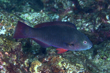 オウムブダイの幼魚