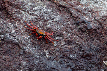 Sally Lightfoot Crab, Grapsus grapsus, in the Galapagos