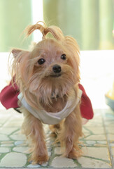 Brown puppy wearing red coat