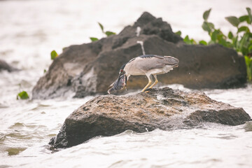 Egret eating tilapia in Lake Nicaragua, Nicaragua.