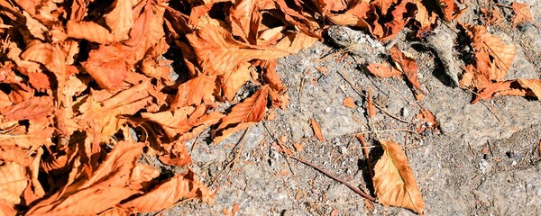 Dry foliage on Sidewalk, pavement paved with old natural stone. Textured banner, pattern. Copy space.	