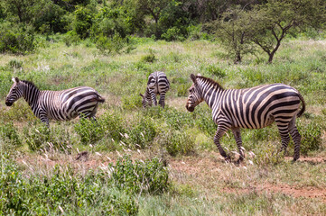 Wild zebras on savanna in Tsavo West