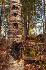 Tree with Pileated Woodpecker Holes