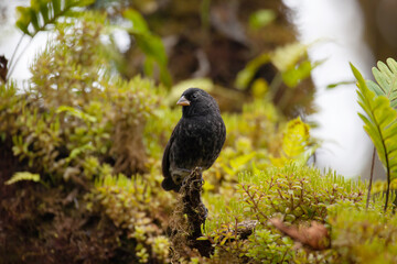View of Small Ground Finch, Geospiza fuliginosa, in the Galapagos