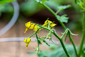 Tomato flowers with Tomato Cage in the Background
