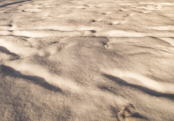 Snow in the early morning in the forest