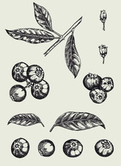 Blueberries. Hand drawn illustration background. Wild berries set. Vector design with fruits, flowers, leaves sketches. 