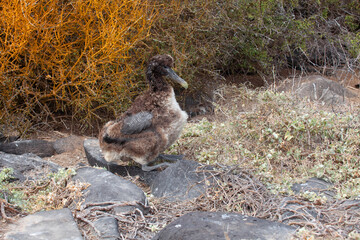 Resting Waved Albatross chick, Phoebastria irrorata, in the Galapagos