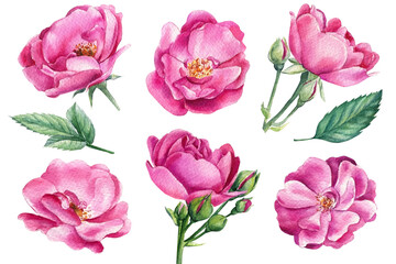Pink rose on white isolated background, watercolor botanical illustration. Vintage roses flowers