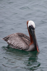 Vertical of Brown Pelican, Pelecanus occidentalis, from the Galapagos Islands