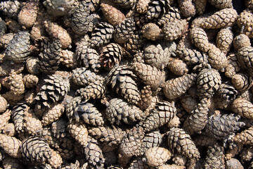 Fallen pine cones. Abstract background