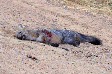 common zorro (Cerdocyon thous) killed on a Barro road in the interior of Bahia