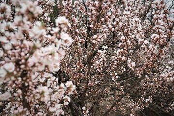 Blossom in spring