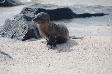 Young Galapagos Sea Lion, Zalophus wollebaeki, by the ocean