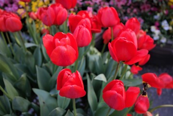 Red tulips in the garden