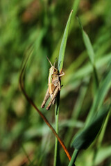 grasshopper on a grass