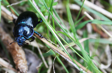 Anoplotrupes stercorosus  large beetle