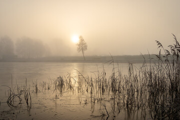 Winter landscape with frozen reeds in the water on a foggy day at sunrise at the recreational lake...